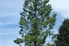 ND 35: Mammutbaum (Metasequoia glyptostroboides)