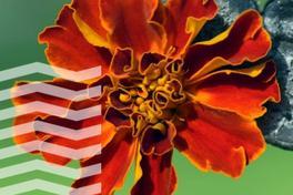 Gedenkveranstaltung anlässlich des Jahrestages des Beginns der Euthanasie-Aktion T4