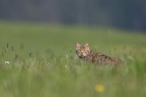 Die Wildkatze – Tier des Jahres 2018 