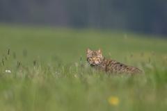 (© DeWiSt / M. Radloff)