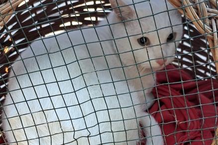 weiße Katze hinter Gittern.