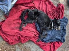 toter schwarzer Hund auf einer roten Decke.