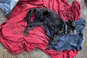 toter schwarzer Hund auf einer roten Decke.