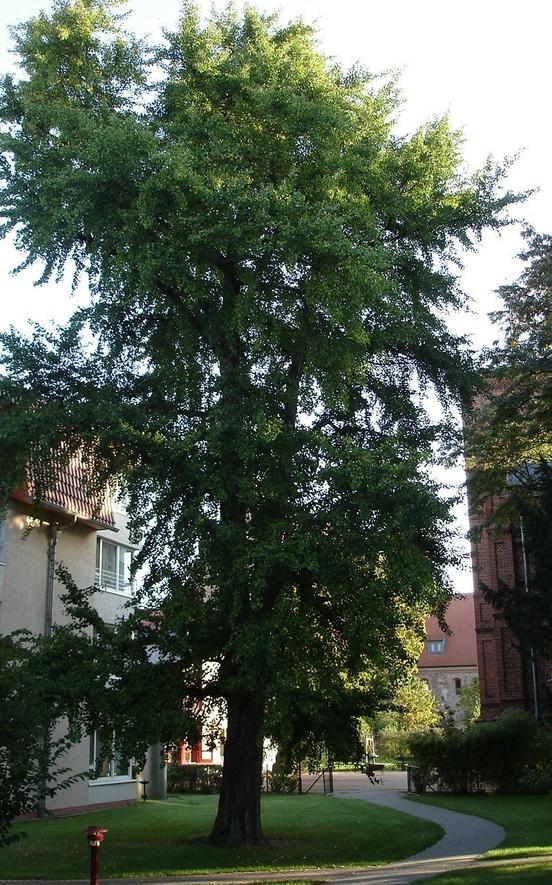Naturdenkmal 11: Ginkgobaum auf der Neustädtischen Heidestraße (PRIVAT,  nicht zugänglich)