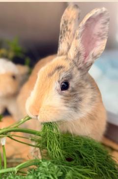 rot-weißes Kaninchen beim Fressen.