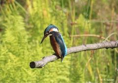 Eisvogel,   Foto: H. Kasper
