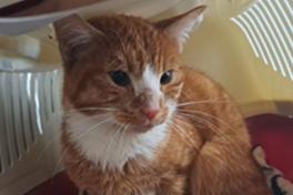 rot-weiß getigerte Katze