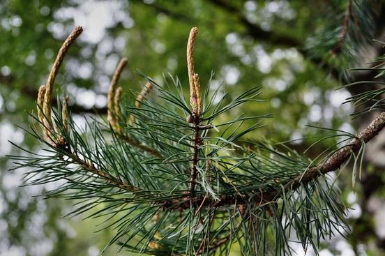 Junge Triebe von Kiefern sind im Stadtwald vom Pilzbefall betroffen (Foto: gesunder Kiefern-Trieb)