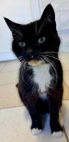 schwarz-weiße Katze