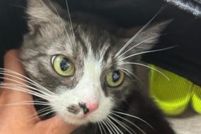 weiß-braun getigerte Katze schaut beim Kraulen zur Seite.