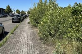 verschmutzter Fahrbahnrand