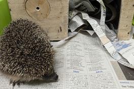 Igel vor seiner Behausung