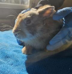 rot-weißes Kaninchen