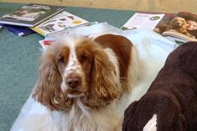Therapiehund Elmo