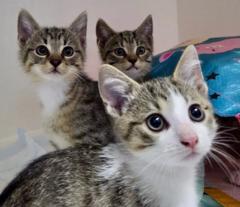 Drei getigerte Katzenbabys