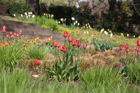 „Frühlingserwachen“ auf dem Marienberg