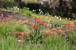 „Frühlingserwachen“ auf dem Marienberg