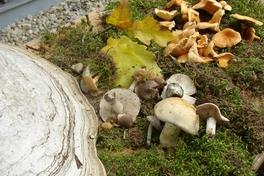 Familienwaldtag im Krugpark