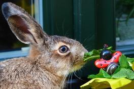 Osterfest im Krugpark