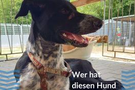 ausgesetzter Hund