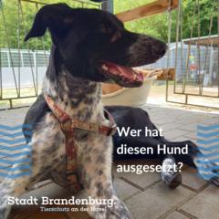ausgesetzter Hund