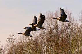fliegende Vögel