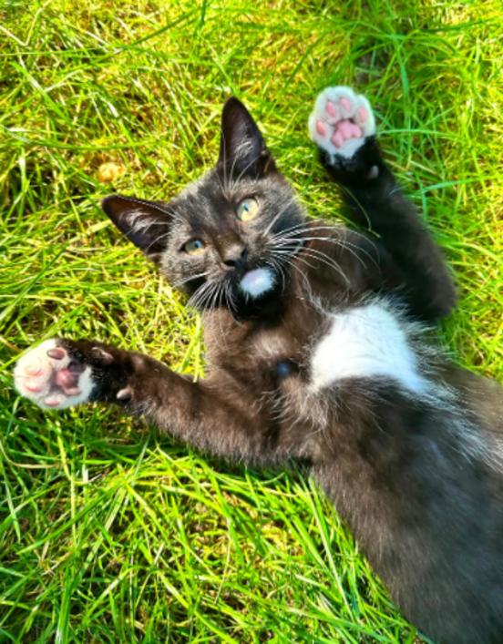 schwarz weiße Katze liegt auf dem Rücken und streckt die Pfoten nach oben.
