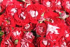 Rose auf den Namen "Rose der Einheit" getauft