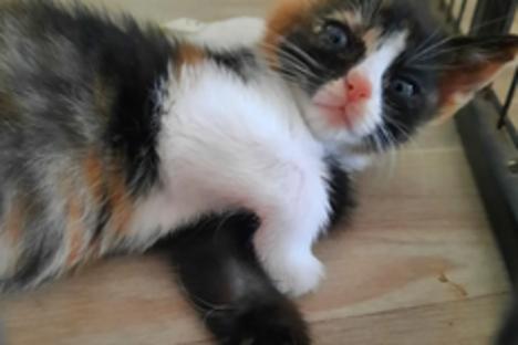 weiß getigerte Katze chillt auf dem Boden.