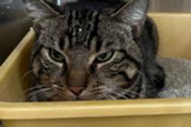 graugetigerter Fundkater.