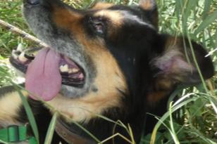 Merlin liegt im Gras.