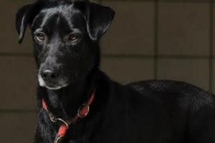 schwarzer Hund steht mit Leine.