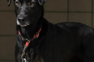 schwarzer Hund steht mit Leine.