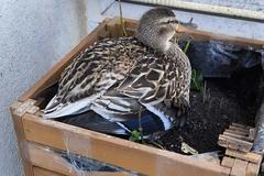 Auf einem Blumenkasten brütende Ente.