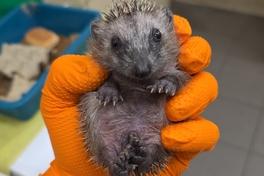 Ein kleiner Igel liegt in der Hand.