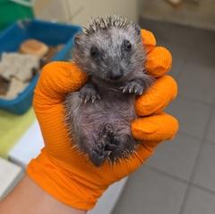 Ein kleiner Igel liegt in der Hand.