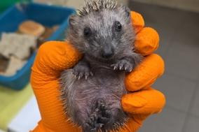 Ein kleiner Igel liegt in der Hand.
