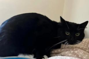 schwarzer Kater liegt auf einer Decke.