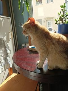 Kater sitzt auf einem Tisch.