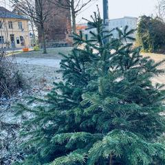 Ein Weihnachtsbaum steht am Straßenrand zur Abholung bereit