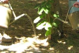 Aufruf zur Unterstützung beim Wässern von Bäumen