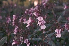 Indisches Springkraut breitet sich im Stadtgebiet aus