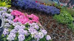 Blumenmeer.