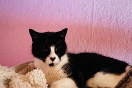 Katze Frieda verkuschelt sich am liebsten auf dem Schrank.