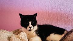 Katze Frieda verkuschelt sich am liebsten auf dem Schrank.