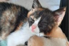 Weiß getigerte Katze schläft.