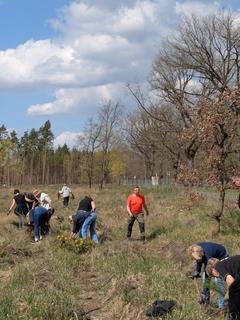 Mitarbeiterinnen und Mitarbeiter der Brandenburger Bank sehr aktiv beim pflanzen