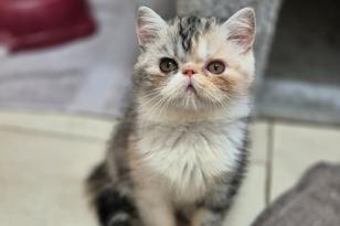 eine Perserkatze steht vor Katzenhaus