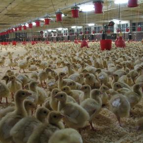 Puten in der Aufzuchtanlage