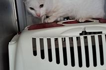 weiße Katze auf einem Korb.